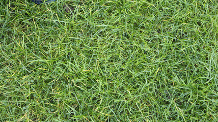 Green grass texture background, garden lawn