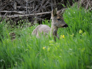 moulting roe deer in late spring 