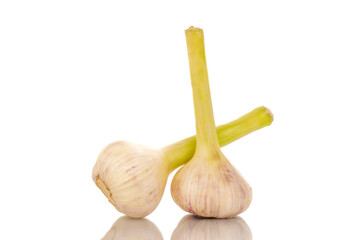Two heads of early garlic, macro, isolated on a white background.