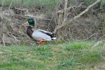 Natural BEAUTY
River, Deer, Geese, Ducks and Beaver