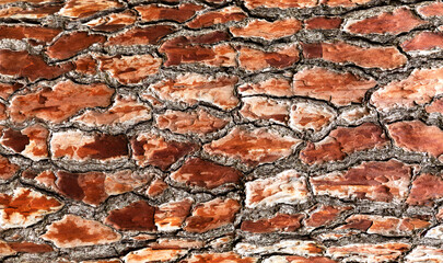 Tree bark background.