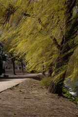 tree