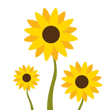 Sunflower and leaves on white background in flat vector.Illustation about sunflower for banner, background and greeting cards