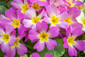 Primula vulgaris, group of primrose flower in the garden.