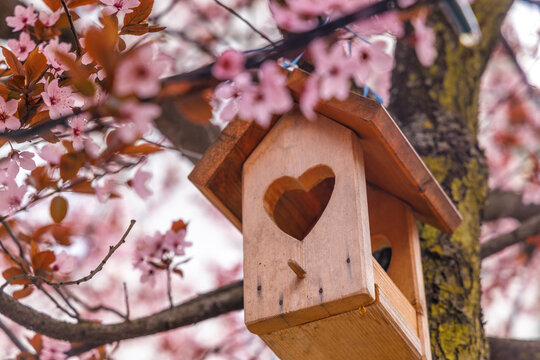 Still life of a birdhouse in the crown of a flowering fruit tree. © Viliam