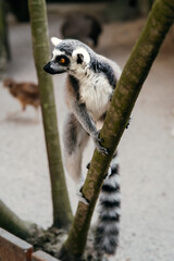 The ring-tailed lemur or Lemur catta on the tree.