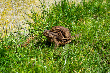 mating toads in spring, a pair of male and female toads on the grass