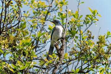 Ave de plumaje azul de la especie Aphelocoma califórnica, posando en un árbol en medio del campo.