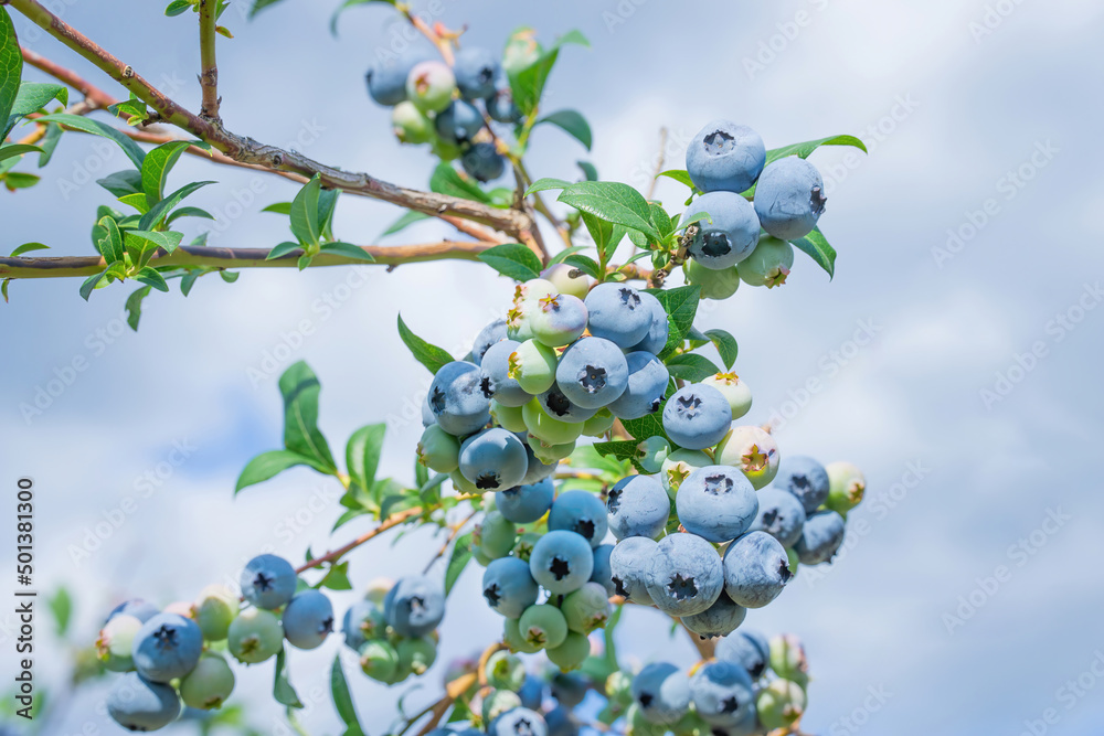 Canvas Prints blueberry clusters on a bush against a blue sky