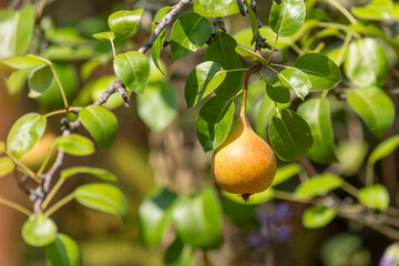 Pear hanging from a tree branch, outdoors with copy space