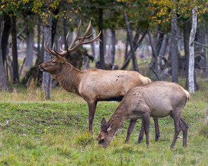 Naklejka na ściany i meble Elk Stock Photo and Image. Male and a female cow in the field with a blur forest background in their environment and habitat surrounding.