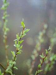 buds are blooming on the trees, a foggy morning
