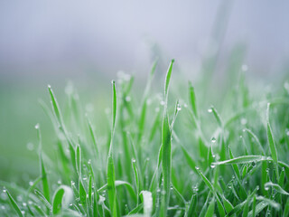 dew on the grass , foggy early morning