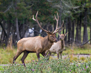 Naklejka na ściany i meble Elk Stock Photo and Image. Male buck with female cow with blur forest background and wild flowers foreground in their environment and habitat surrounding.