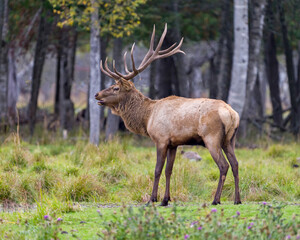Naklejka na ściany i meble Elk Stock Photo and Image. Male Elk buck animal side head shot close-up profile view with a blur forest background in its environment and habitat surrounding. Hunting season.