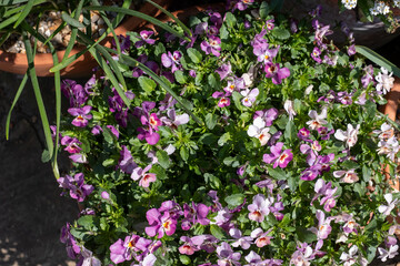 Flower pots filled to overflowing with colourful pink purple viola cornuta flowers. Photographed at a garden in Wisley, near Woking in Surrey UK.
