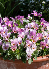 Flower pots filled to overflowing with colourful pink purple viola cornuta flowers. Photographed at...