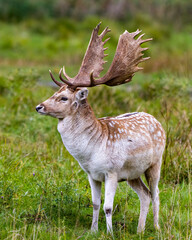 Naklejka na ściany i meble Fallow Deer Photo and Image. male close-up profile view displaying its antlers in the rutting season in its environment and habitat surrounding. Deer Photo and Image.