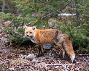 Red Fox Photo Stock. Fox Image.  Close-up profile side view looking at camera with a spruce tree background in its environment and habitat.  Picture. Portrait.