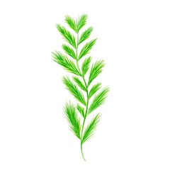 green leaf isolated on white