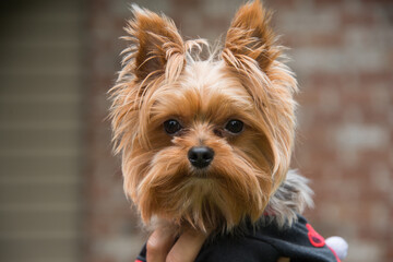 Yorkshire terrier