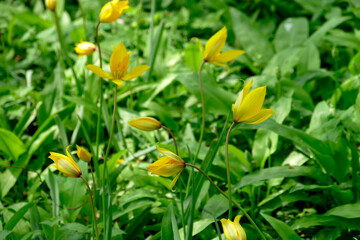 Mehrere Weinbergstulpen (tulipa sylvestris), zum Teil geöffnet, stehen im Halbschatten.