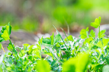 湿った場所に咲くツボスミレ