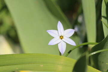 One small spring starflower in bloom
