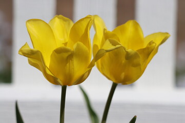 Closeup of two yellow tulips blooming in front of a white picket fence