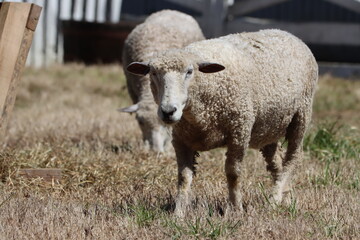 Domestic sheep at pasture in springtime