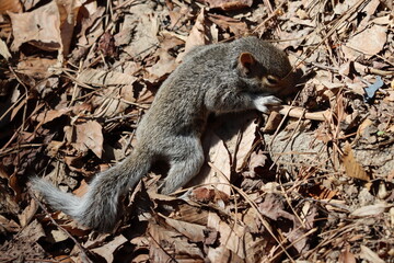 A young eastern gray squirrel climbing up a hill on a spring afternoon in Virginia