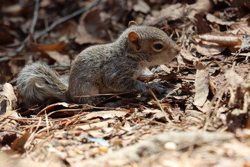 A very young eastern gray squirrel in springtime