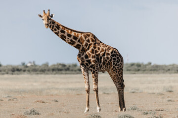 Closeup of a giraffe standing in a deserted landscape on a sunny day