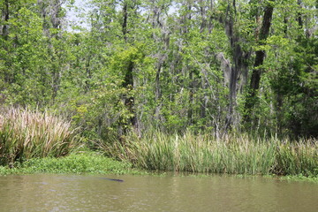 Honey Island Swamp Tours River Landscape. 