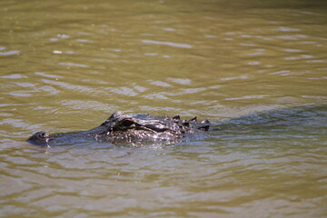 Alligator Swimming In The Pearl River Louisiana. 