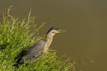 Um socó na grama na beirada de um lago. (Butorides striata)