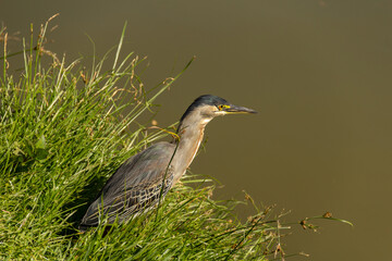 Um socó na grama na beirada de um lago. (Butorides striata)