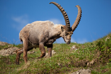 Wild mountain goat with long horns on a hill