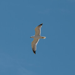 Fototapeta na wymiar Yellow-legged Seagull (Larus michahellis)