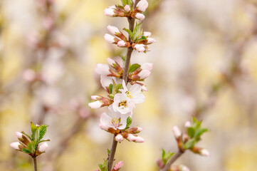 Felt (Chinese) cherry (Prunus tomentosa L.). In a beautiful floral abstract nature background.Delicate spring background in pastel colors.Selective focus.Copy space.