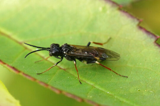 Closeup on a curled or white banded rose sawfly, Allantus cinstu