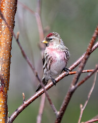 Red poll Photo and Image. Close-up profile view, perched on a branch with blur background in its environment and habitat surrounding. Finch Photo and Image.