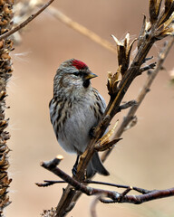 Red poll Photo and Image. Close-up profile view, perched on a foliage with blur background in its environment and habitat surrounding. Finch Photo and Image.