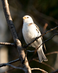 Snow bunting Photo Stock. Close-up, perched on a tree branch with a blur background and enjoying its environment and habitat. Image. Picture. Portrait.