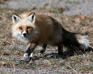 Red Fox Photo Stock. Fox Image. Springtime with blur background, displaying fox tail, fur, in its environment and habitat. Picture. Portrait. Photo