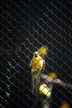 Vertical shot of a cute Red-rumped parrot clinging from a metal fence on a blurry background