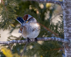 Sparrow Stock Photo and Image. White-crowned Sparrow perched on a coniferous tree branch with green blur background in its environment and habitat surrounding, displaying brown feather plumage.