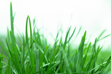 a fresh green grass against the sky
