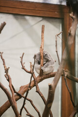 Vertical shot of a cute koala hugging a tree branch indoors with a blurry background © Nick Van Wouwe/Wirestock Creators