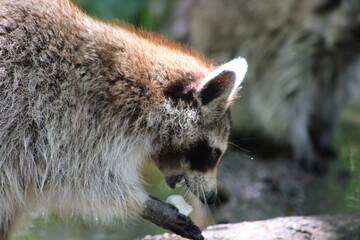 Up Close View Of A Racoon On Honey Island Swamp Tour. 
